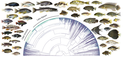 Nature - The ecological and genomic basis of explosive adaptive radiation